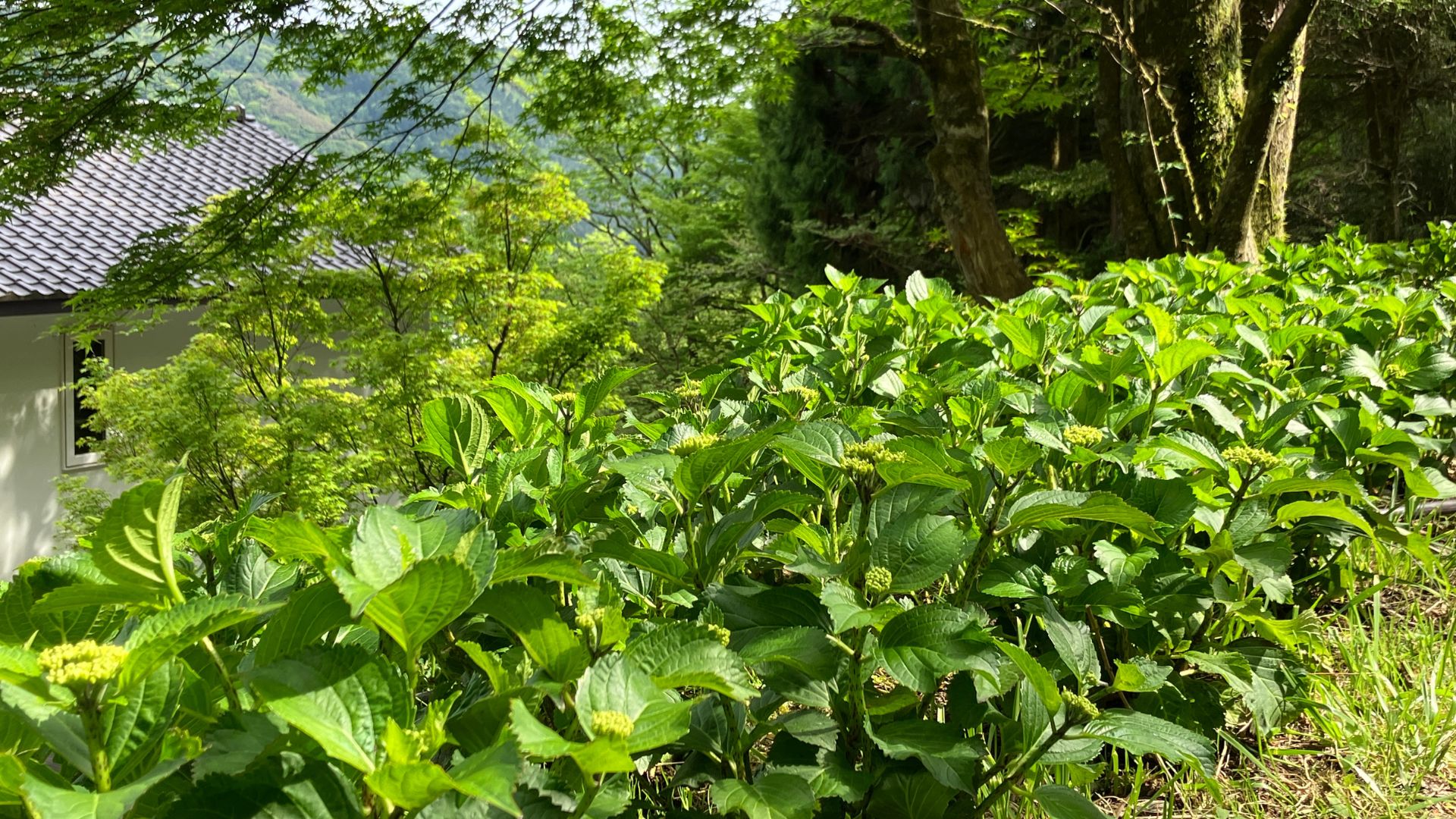 蔵樹の紫陽花ライトアップ
