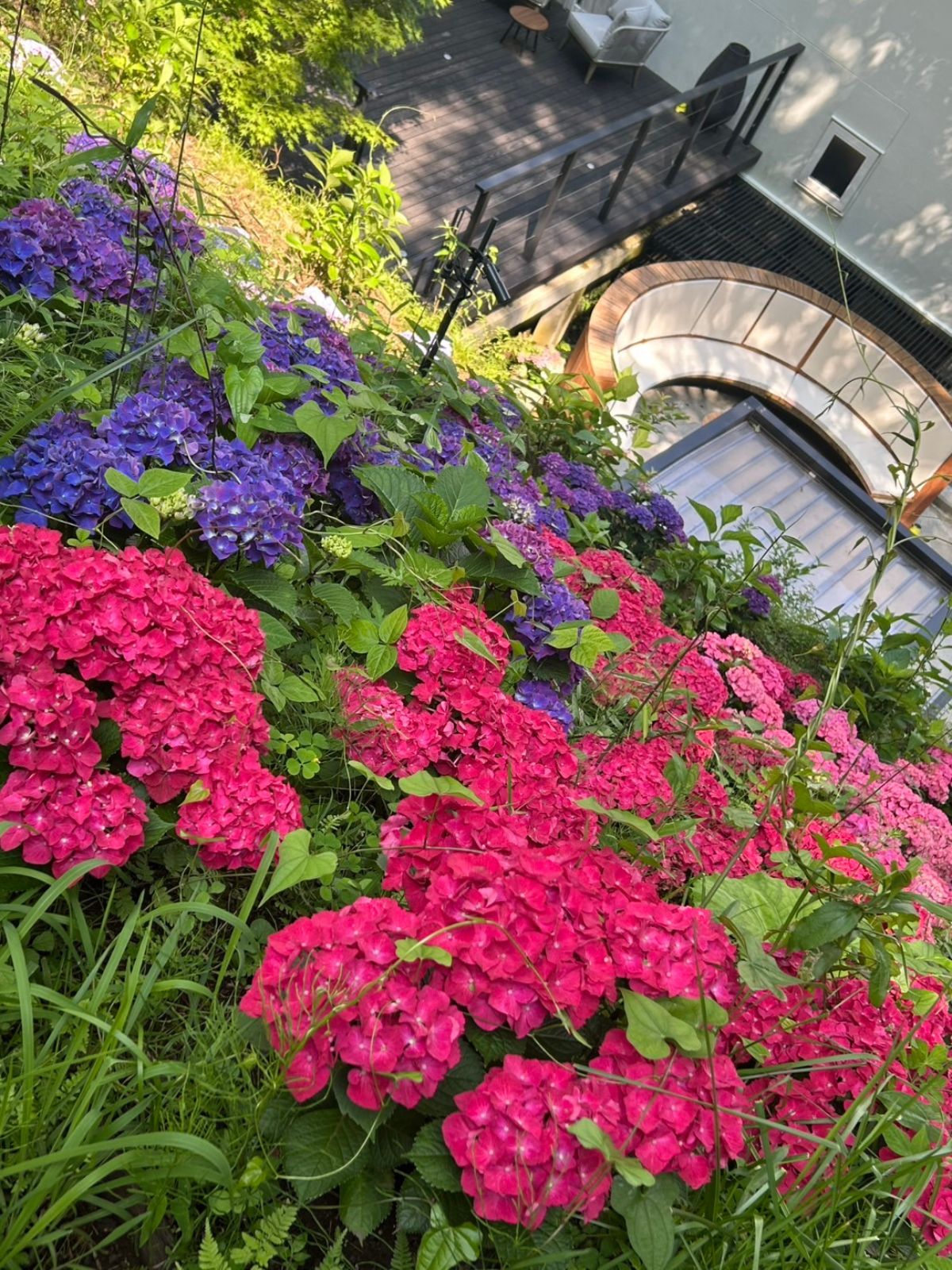 紫陽花に囲まれたテラス