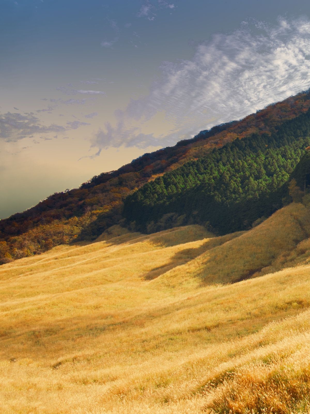 仙石原すすき草原